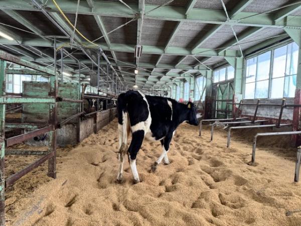 処置を終えて戻る牛