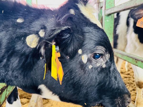 真菌症（顔脱毛部）の牛