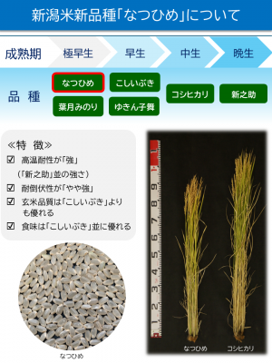 コシヒカリとの比較