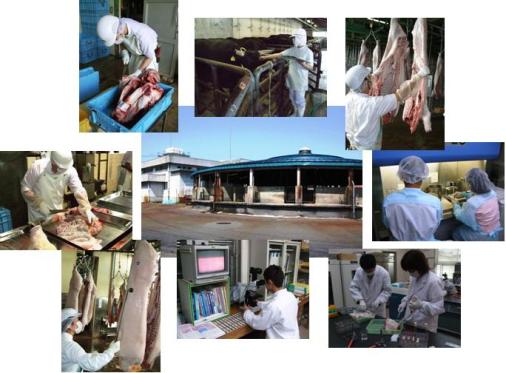 食肉センターとと畜検査の様子