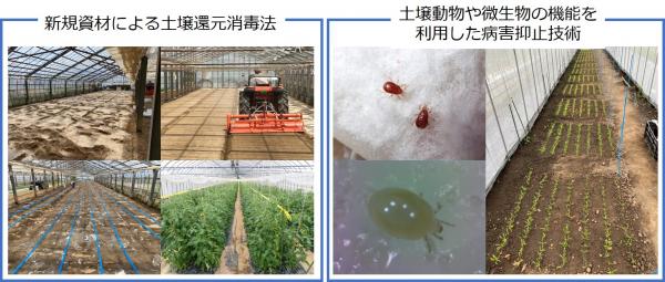 新規資材による土壌還元消毒法&土壌動物や微生物の機能を利用した病害抑止技術