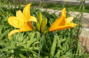 ハウス内では5月1日に開花しています。一つの花は1日で萎れます。