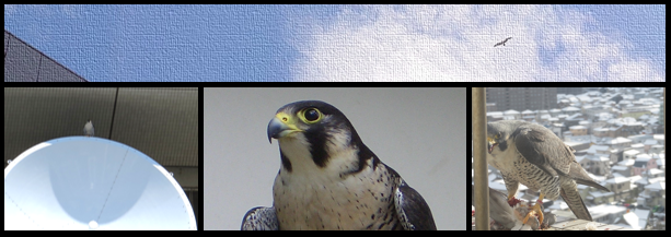 新潟県庁ハヤブサ通信のタイトル画像